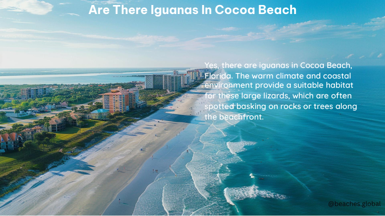 Are There Iguanas in Cocoa Beach