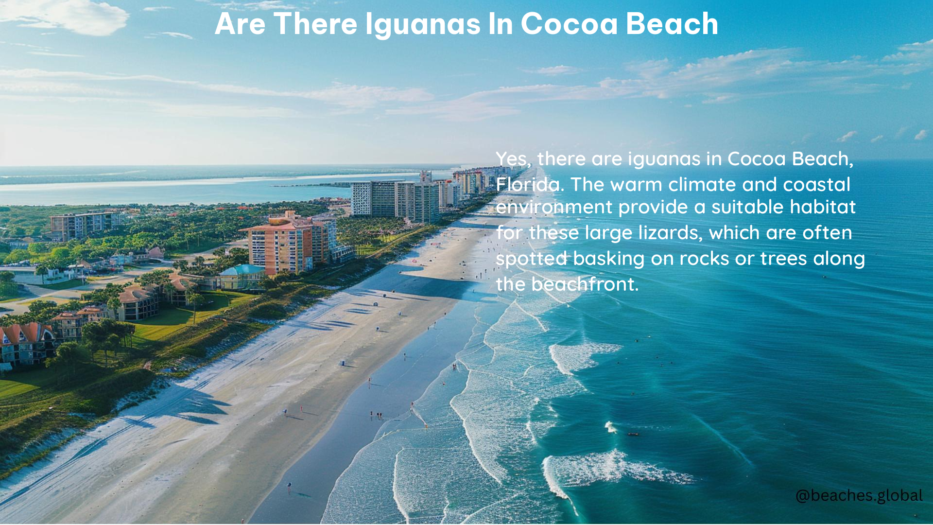 Are There Iguanas in Cocoa Beach