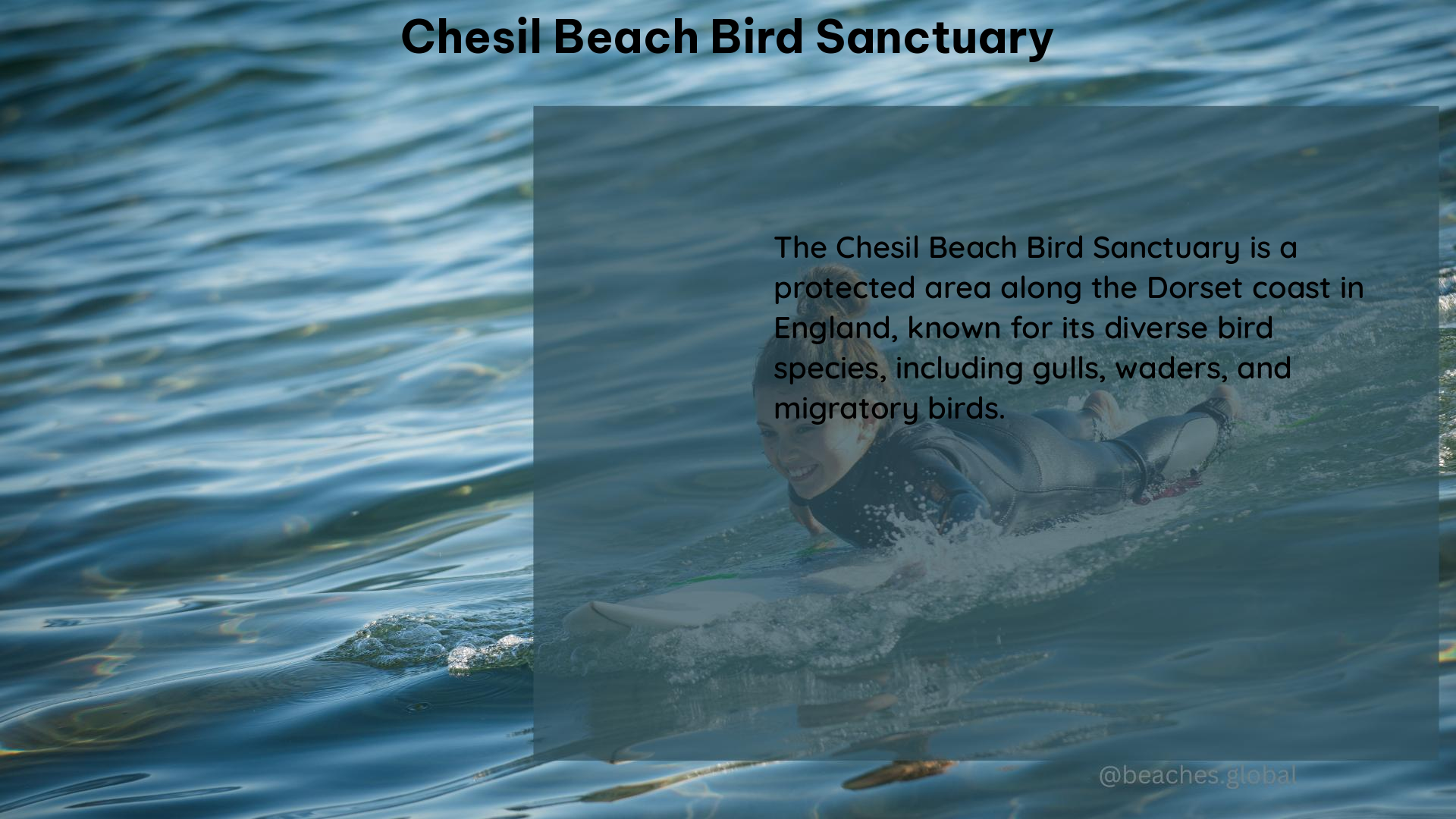 Chesil Beach Bird Sanctuary