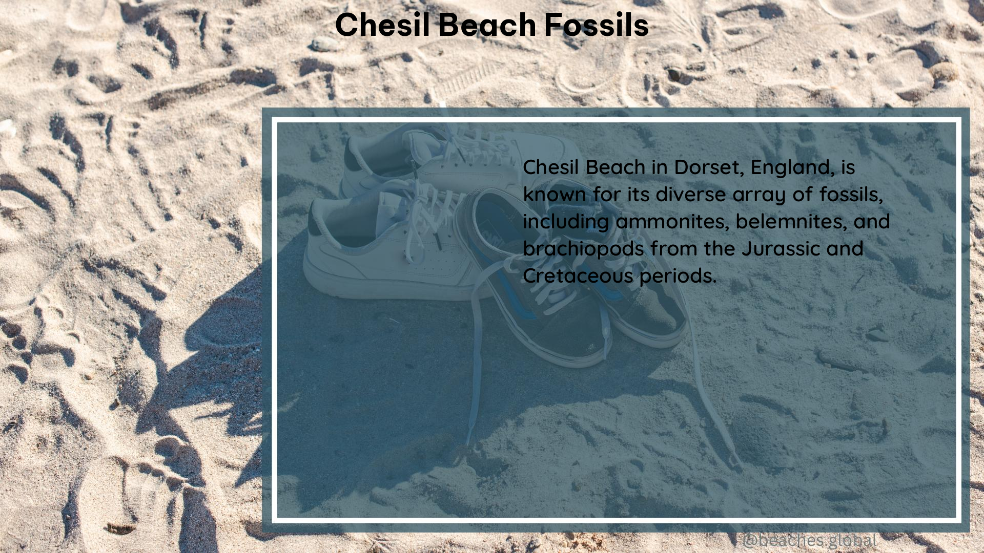 Chesil Beach Fossils