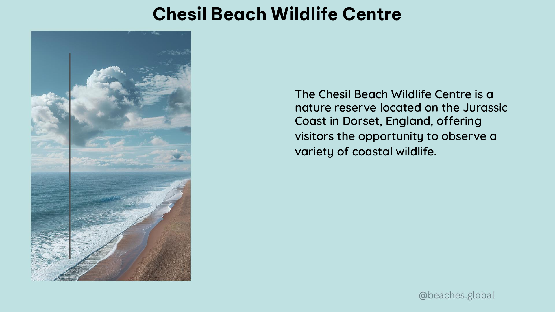 Chesil Beach Wildlife Centre