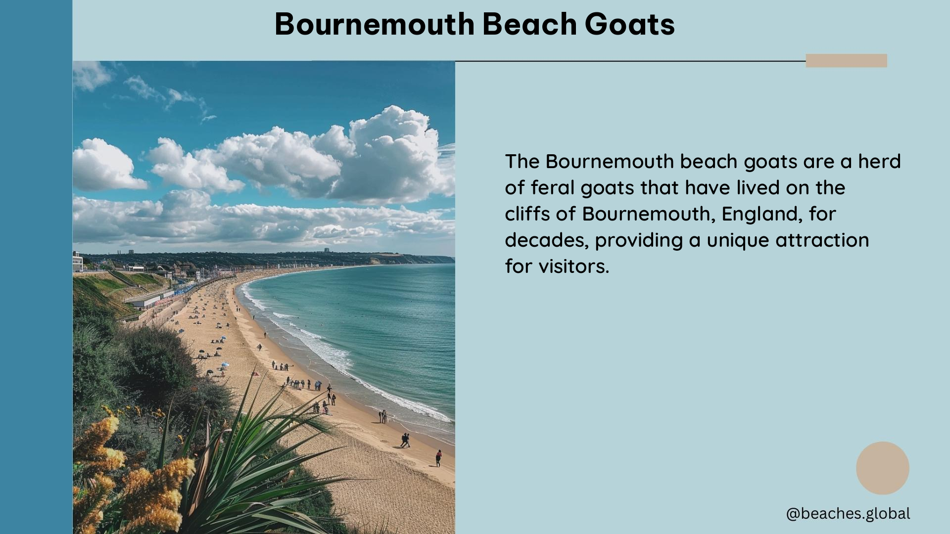 bournemouth beach goats