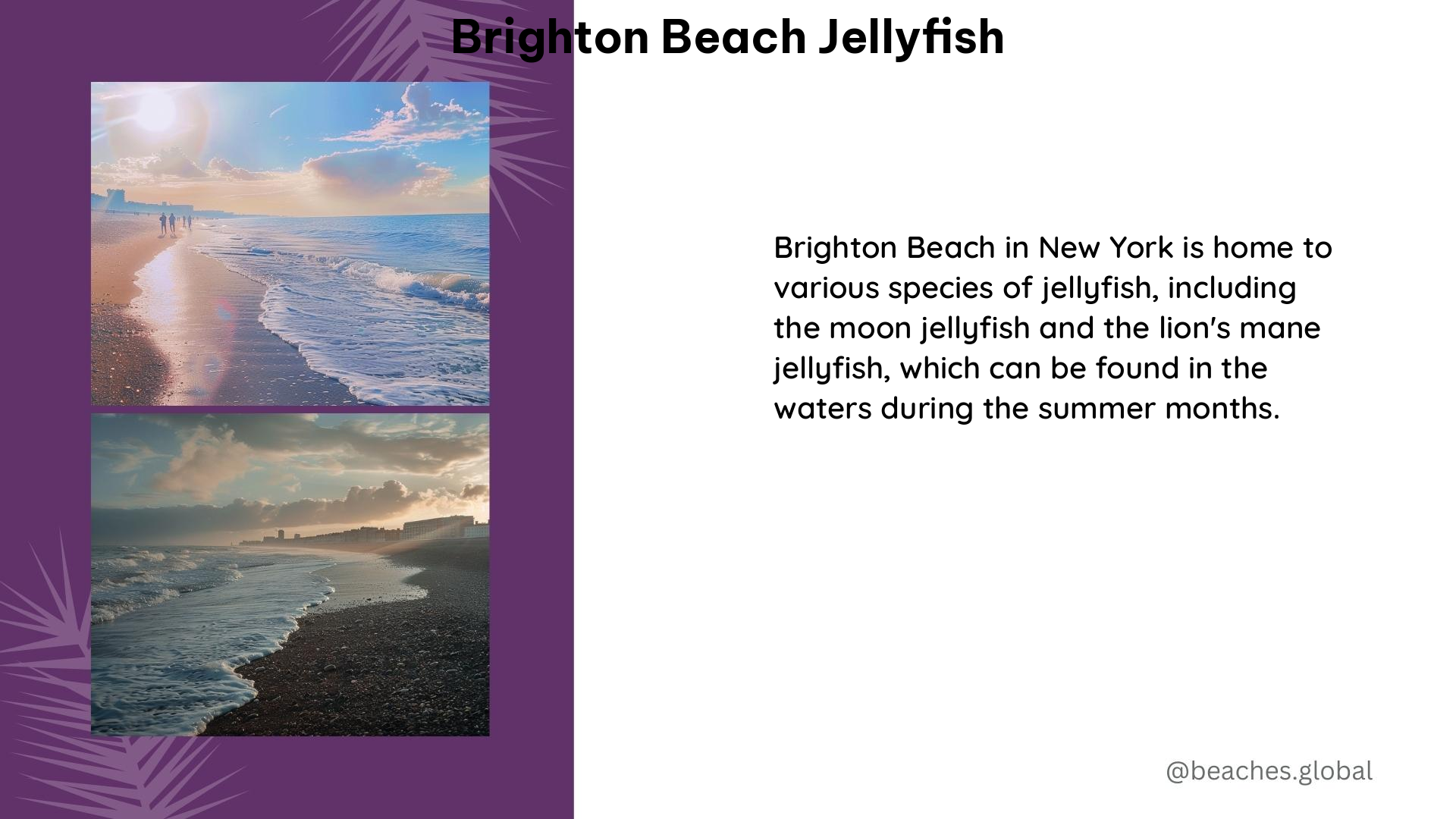 brighton beach jellyfish