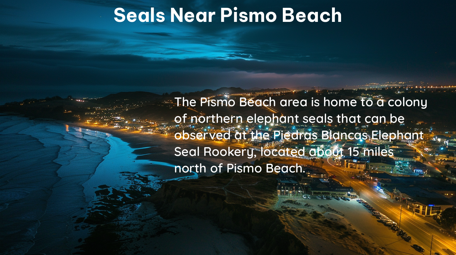 seals near pismo beach