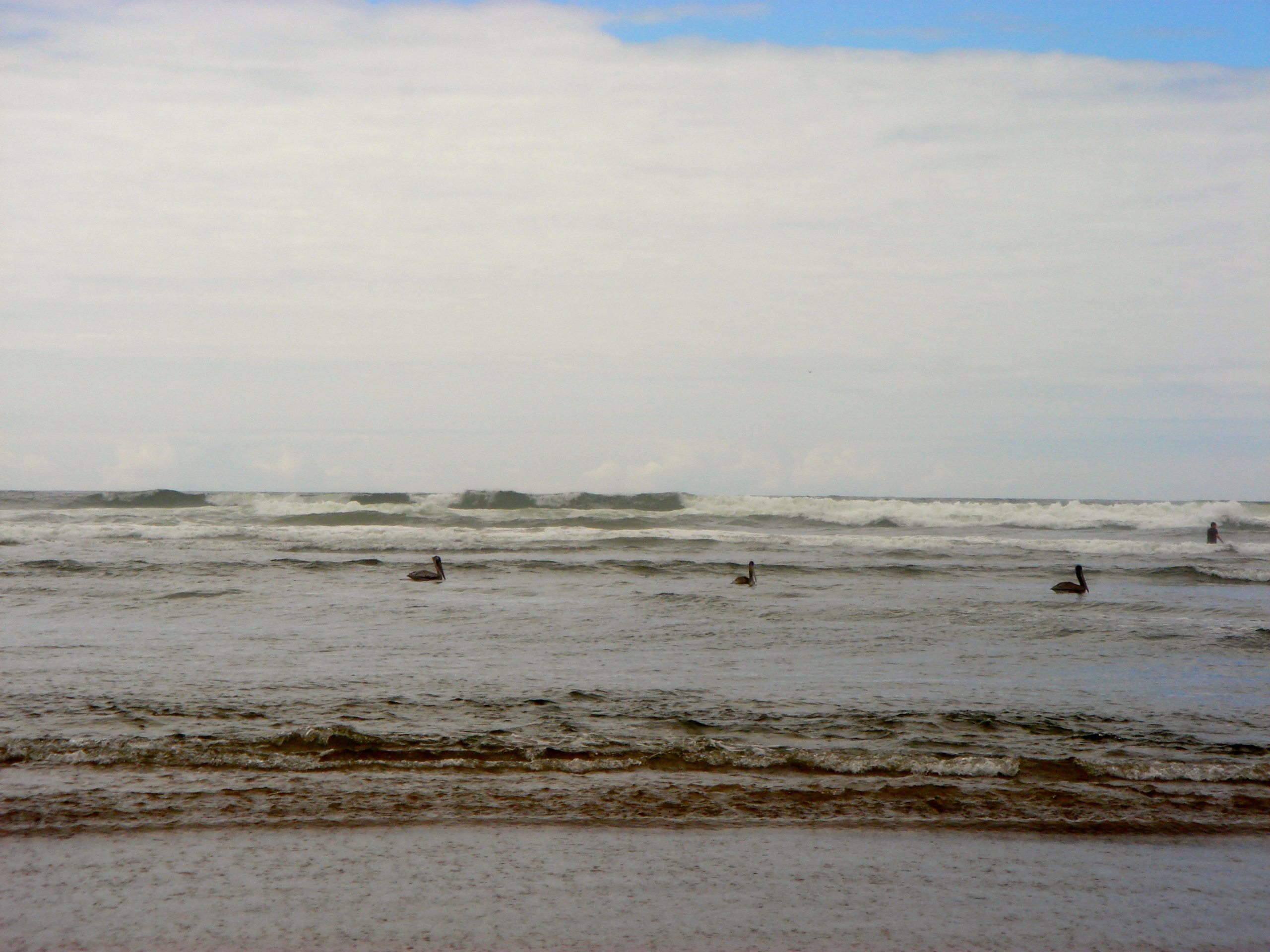 cannon beach animals