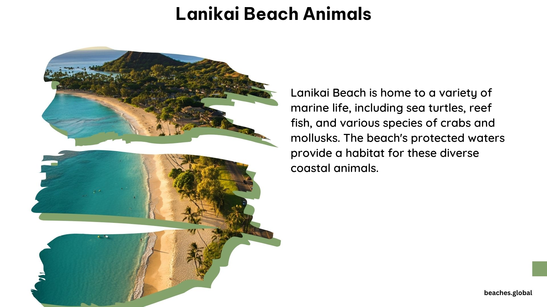 Lanikai Beach Animals