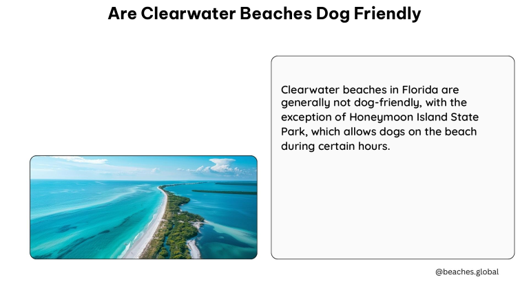 are clearwater beaches dog friendly