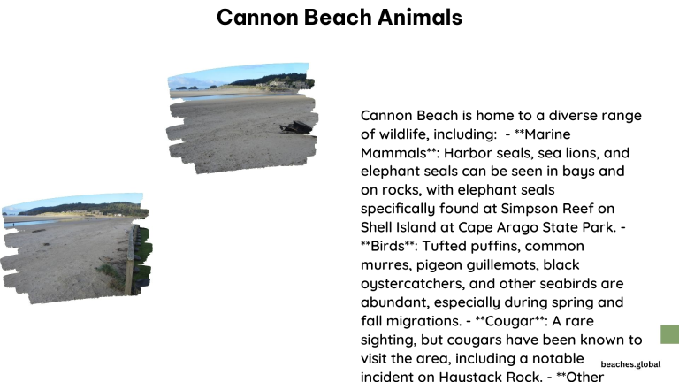 cannon beach animals 1