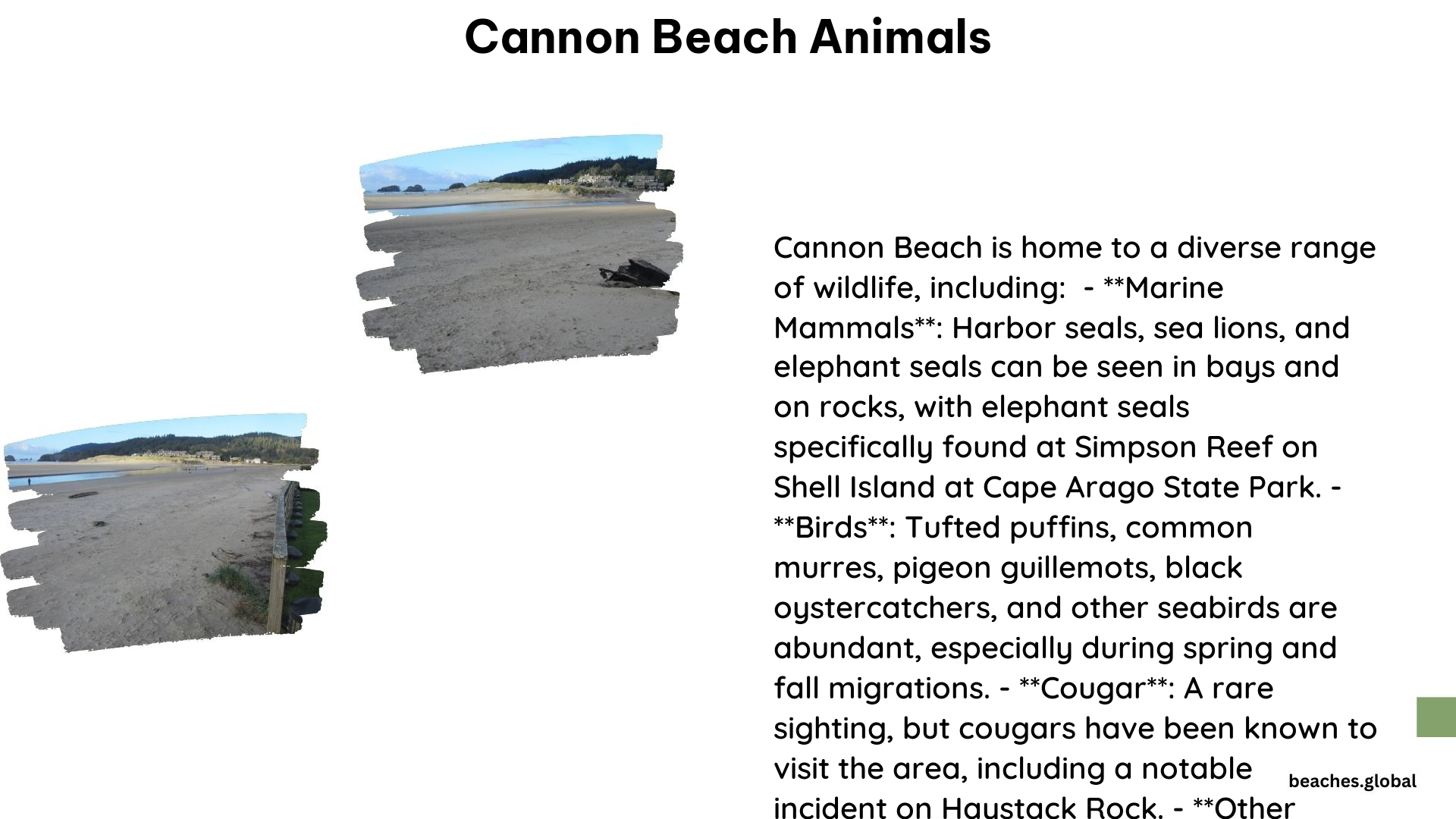 cannon beach animals