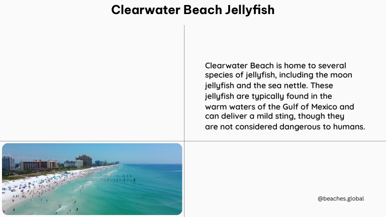 clearwater beach jellyfish