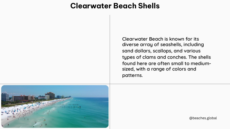 clearwater beach shells