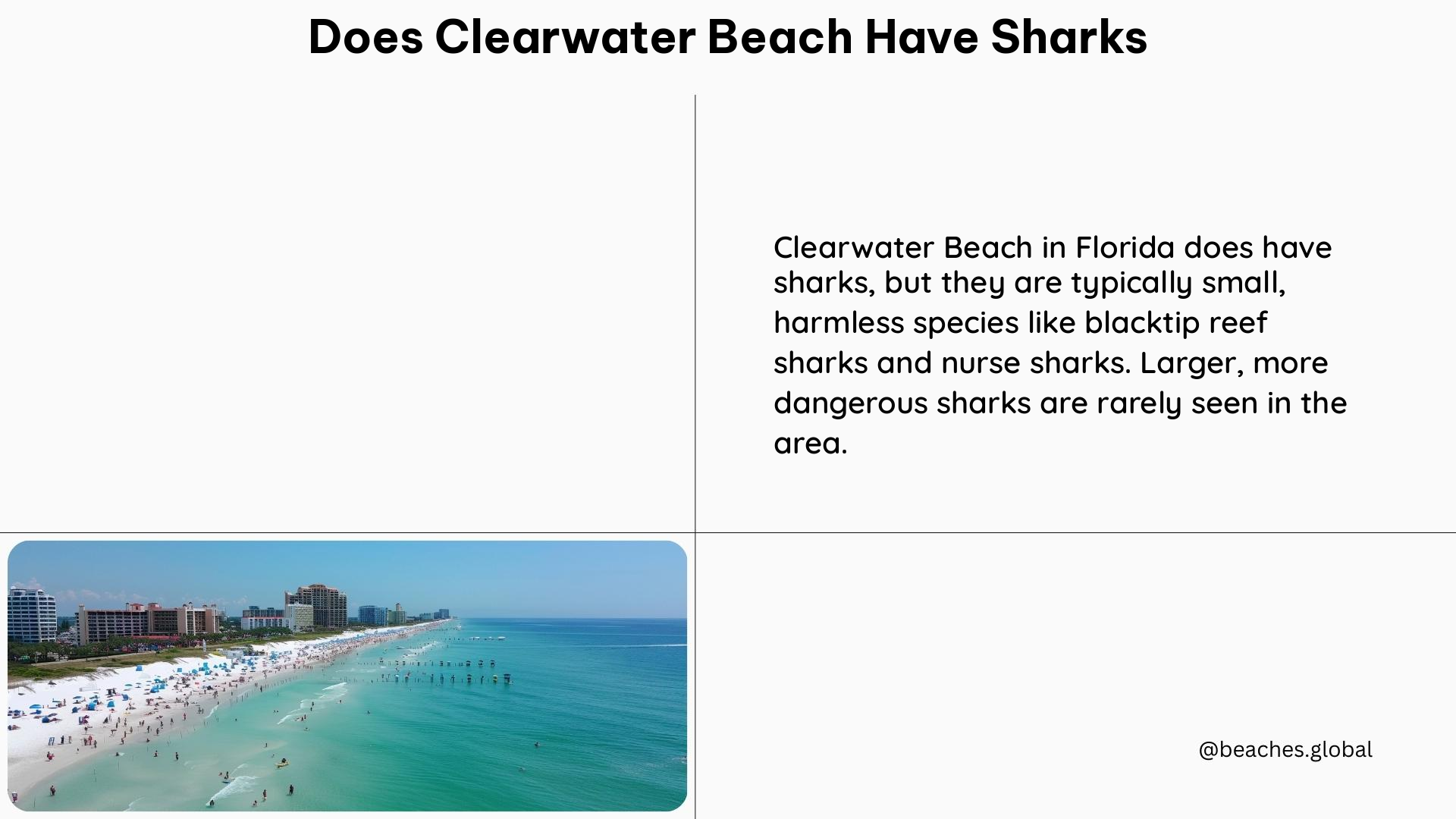 does clearwater beach have sharks