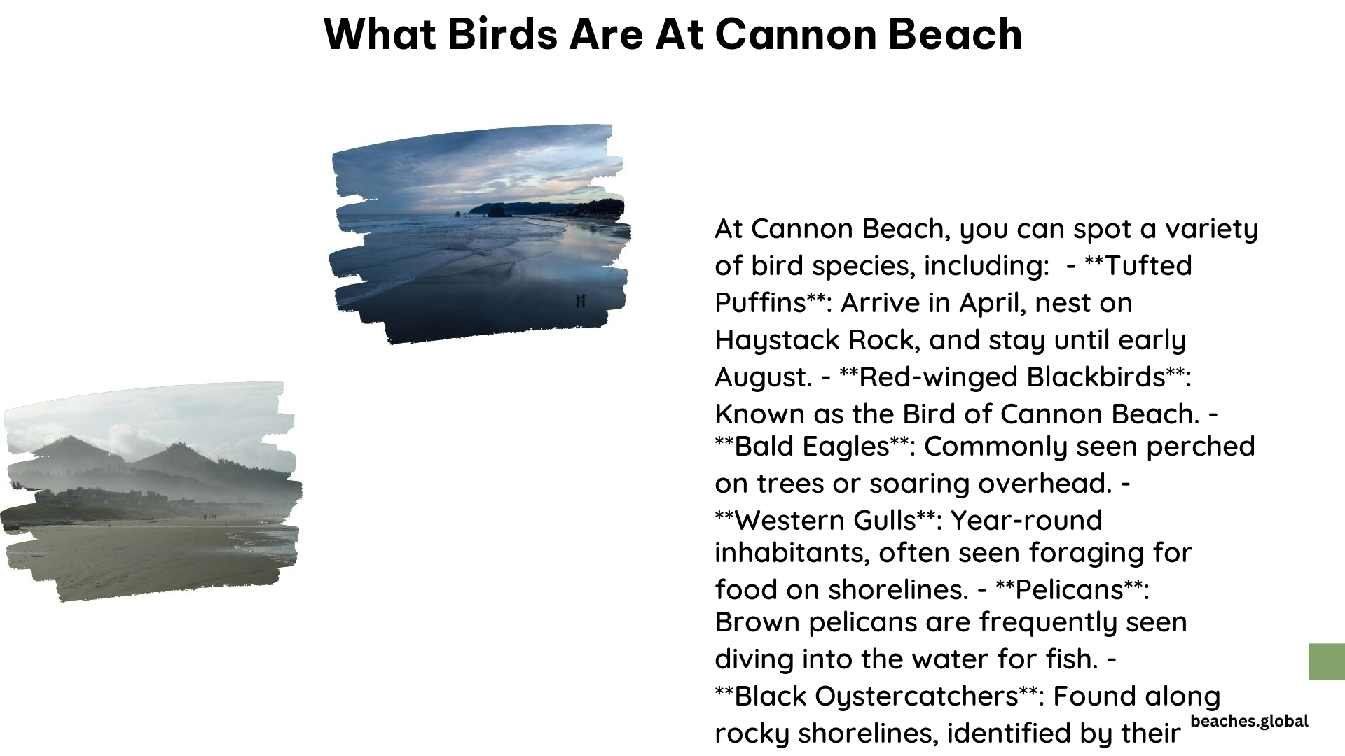 what birds are at cannon beach