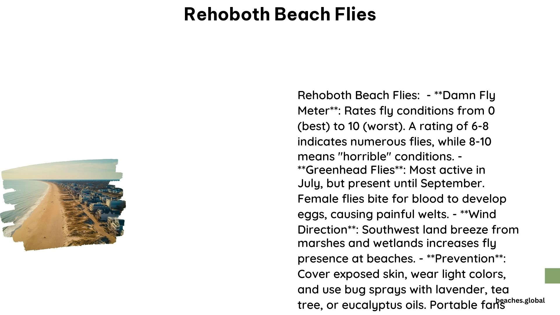 Rehoboth Beach Flies