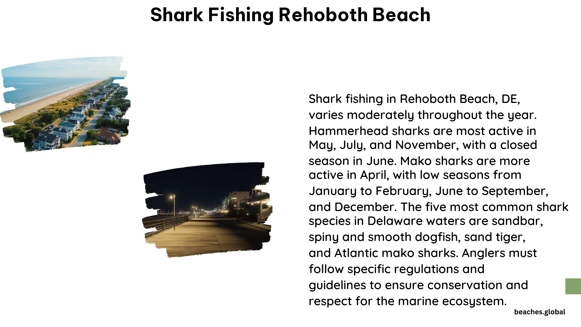 Shark Fishing Rehoboth Beach