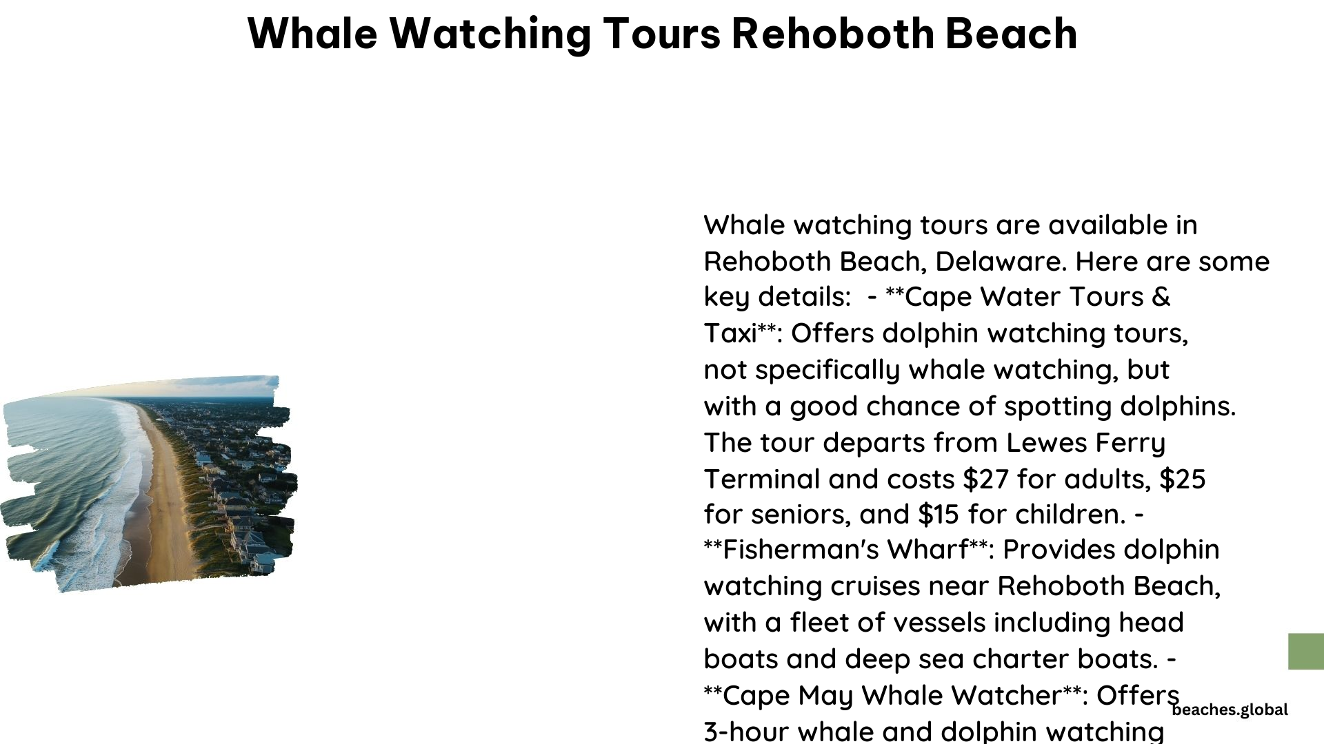 Whale Watching Tours Rehoboth Beach